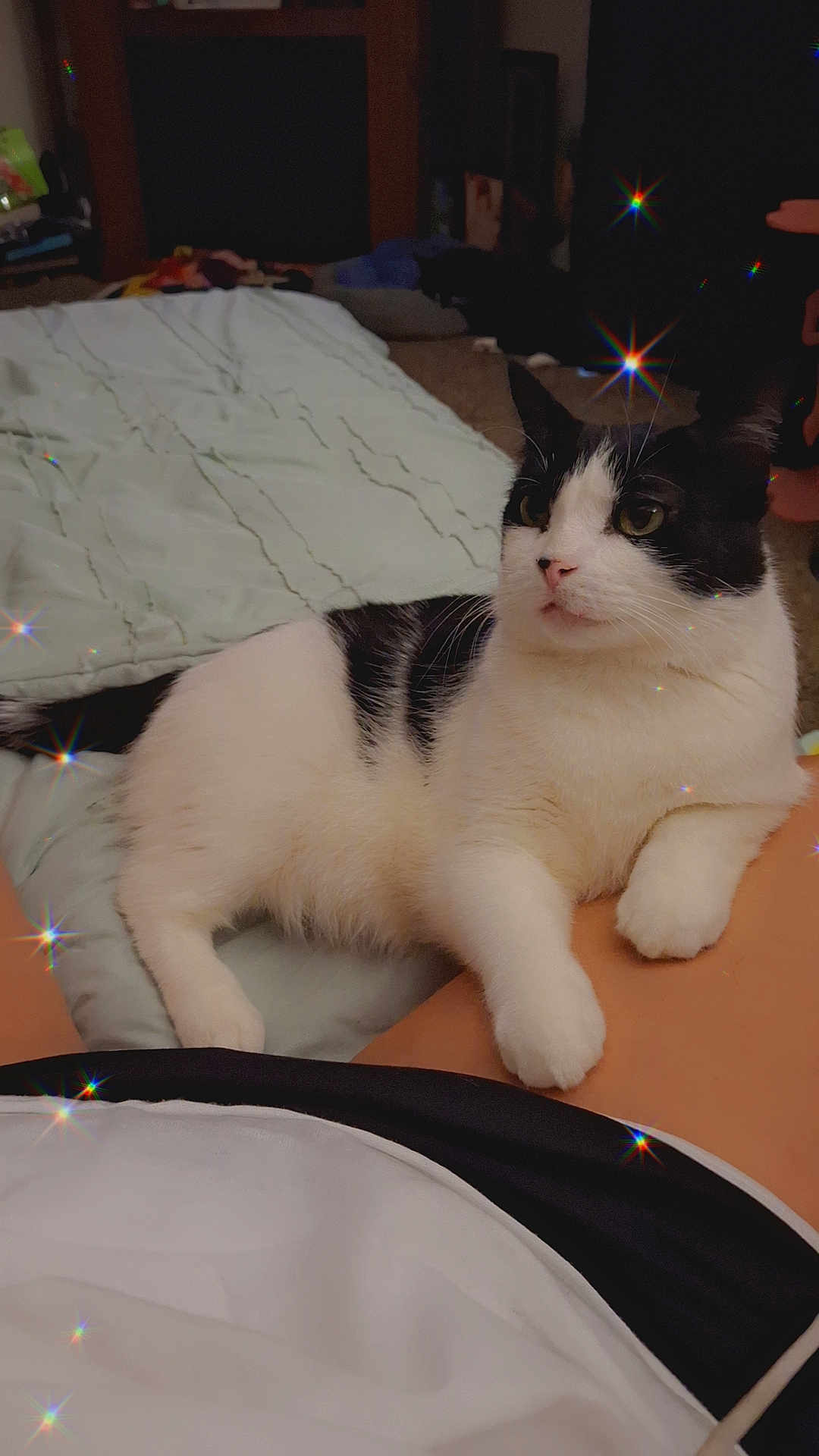 Kitty