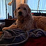 Grady joined the competition — help win amazing prizes! dog, indoor, bed, blanket, lamp, curtain, furniture, cozy, relaxed, pet, fur, canine, household, resting, domestic, animal, comfort, living_room, soft_light, brown_fur