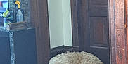 Grady joined the competition — help win amazing prizes! dog, indoor, wooden_floor, door, carpet, furniture, resting, pet, curly_fur, corner, home, relaxing, light, cozy, animal, calm, floor, domestic, house, interior