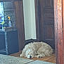 dog, indoor, wooden_floor, door, carpet, furniture, resting, pet, curly_fur, corner, home, relaxing, light, cozy, animal, calm, floor, domestic, house, interior
