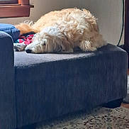 Grady joined the competition — help win amazing prizes! dog, couch, indoor, window, blanket, pillow, carpet, relaxed, fur, resting, living_room, pet, cozy, home, natural_light, curly_fur, domestic_animal, side_view, animal, furniture
