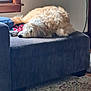 dog, couch, indoor, window, blanket, pillow, carpet, relaxed, fur, resting, living_room, pet, cozy, home, natural_light, curly_fur, domestic_animal, side_view, animal, furniture