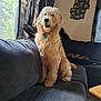 dog, indoor, couch, pet, fluffy, living_room, curtains, sunlight, wall_art, pillow, happy, sitting, furniture, home, cozy, canine, tongue_out, portrait, domestic_animal, decor