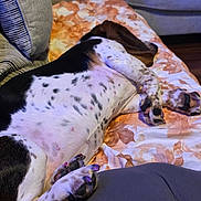 Sophia is registered to the contest to win money with this photo: black_and_white, blanket, brown, comfort, couch, dog, floor, floral_pattern, home, indoor, leg, living_room, paw, person, pet, relaxation, resting, sleeping, sock, striped_pillow