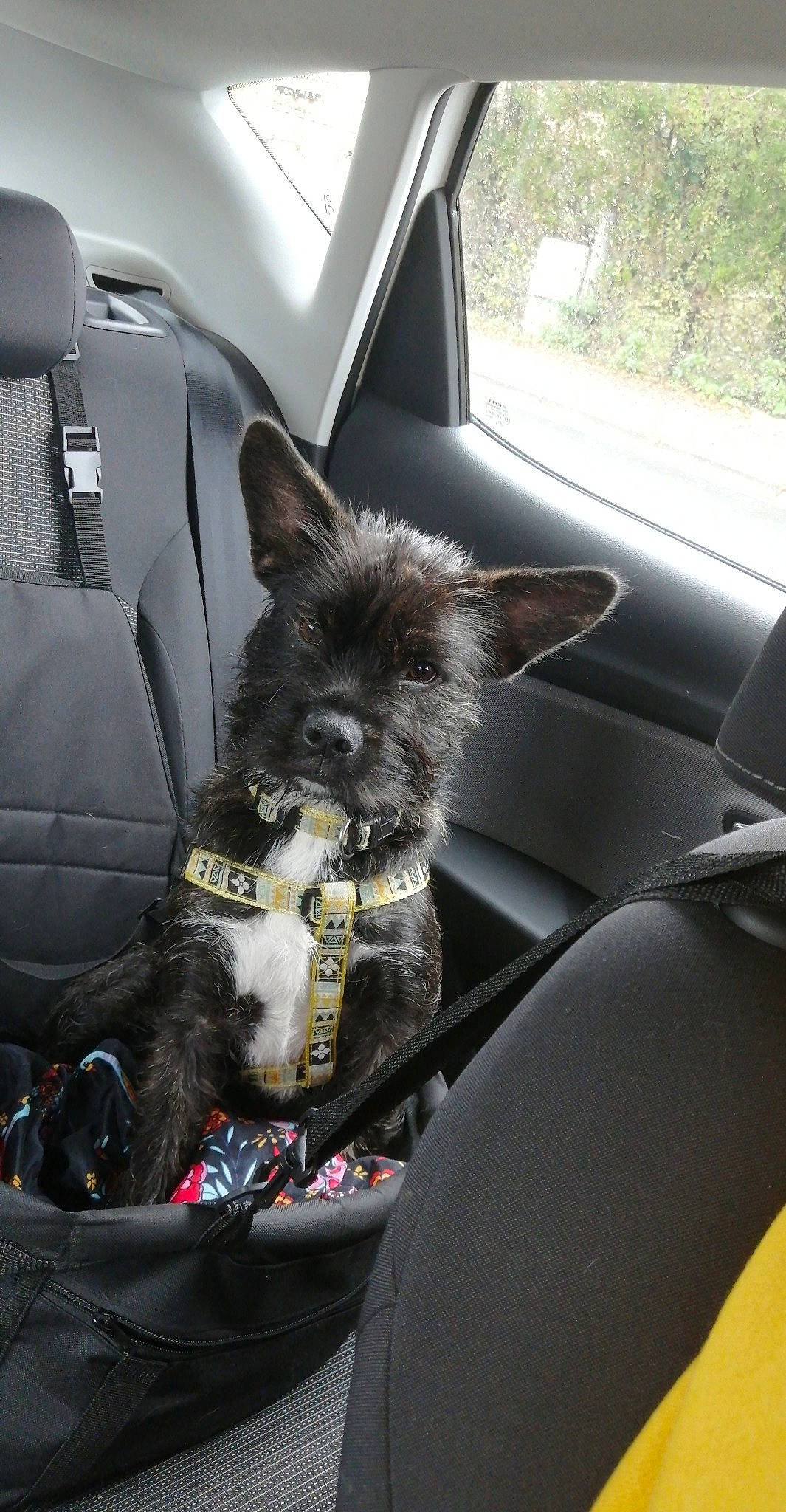 Rixy participe au concours pour gagner de l'argent avec cette photo : auto_part, automotive_design, car, car_seat, car_seat_cover, carnivore, comfort, companion_dog, dog_breed, family_car, felidae, head_restraint, luxury_vehicle, mode_of_transport, motor_vehicle, small_to_medium_sized_cats, vehicle, vehicle_door, whiskers, window