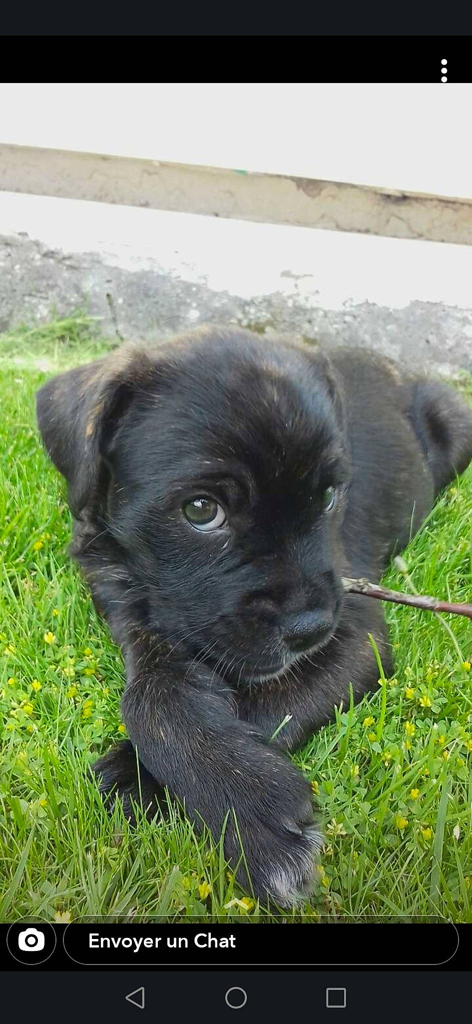 Rixy participe au concours pour gagner de l'argent avec cette photo : borador, canidae, carnivore, companion_dog, dog, dog_breed, dog_collar, fawn, fur, grass, liver, non_sporting_group, pet_supply, plant, puppy, snout, sporting_group, terrestrial_animal, whiskers, working_animal