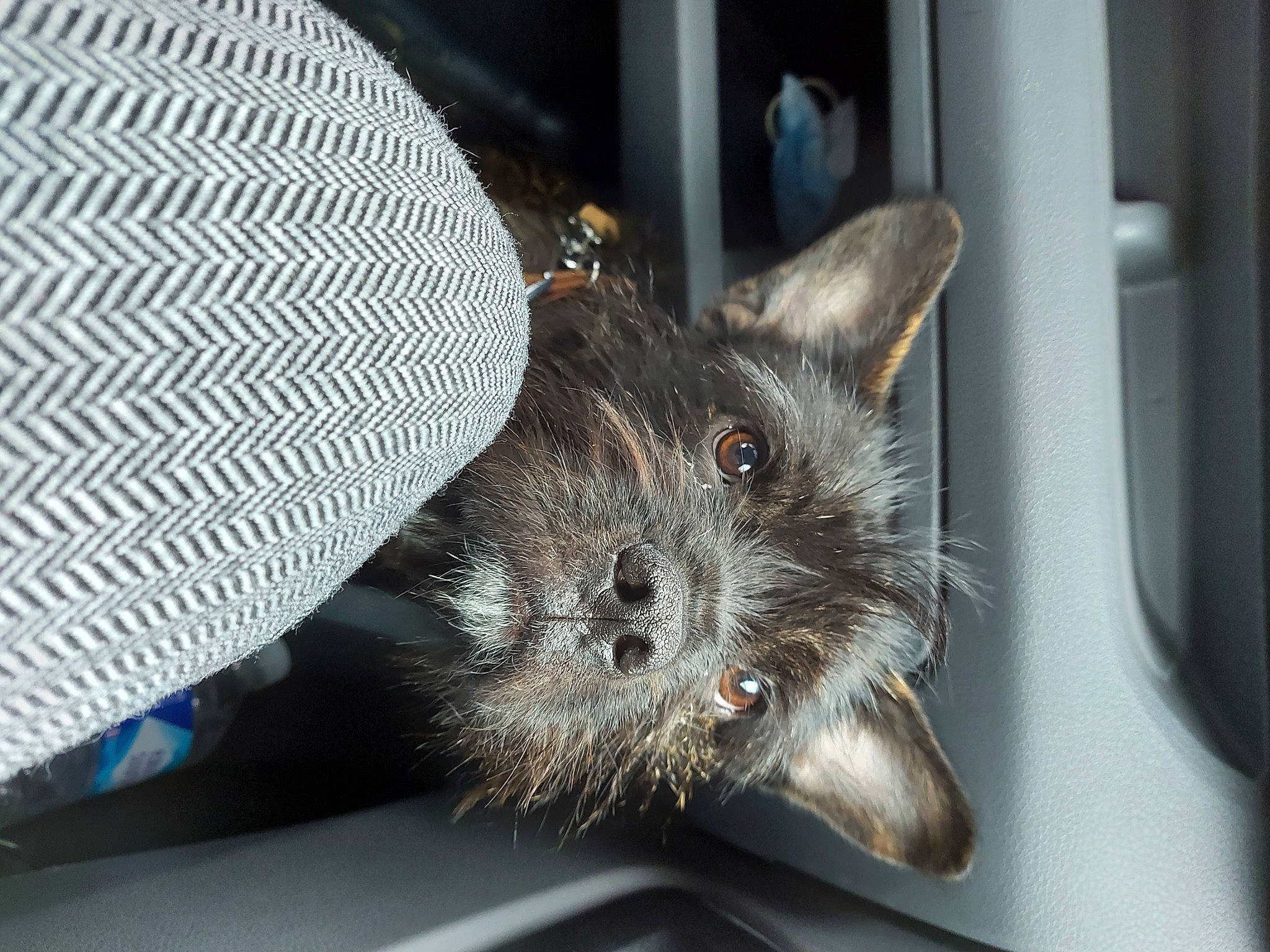 Rixy participe au concours pour gagner de l'argent avec cette photo : automotive_tire, canidae, carnivore, claw, comfort, companion_dog, dog, dog_breed, domestic_short_haired_cat, fawn, felidae, fur, grey, paw, small_to_medium_sized_cats, snout, sporting_group, toy_dog, vertebrate, whiskers