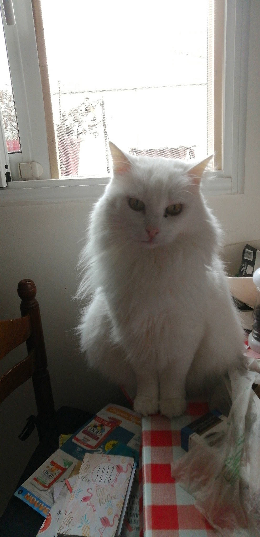 Pilou participe au concours pour gagner de l'argent avec cette photo : british_longhair, carnivore, cat, chair, felidae, flooring, fur, hardwood, sitting, small_to_medium_sized_cats, stool, tail, whiskers, window