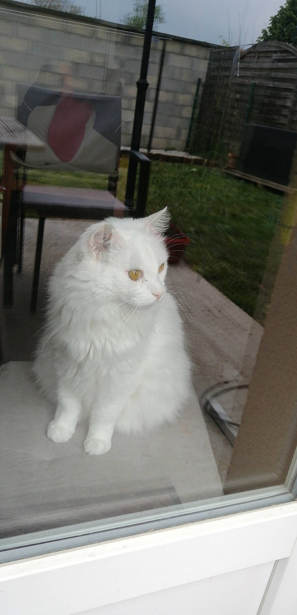 Pilou a rejoint le concours — aidez-le/la à gagner de superbes lots ! carnivore, cat, domestic_short_haired_cat, felidae, flooring, fur, glass, paw, small_to_medium_sized_cats, snout, tail, terrestrial_animal, whiskers, window, wood