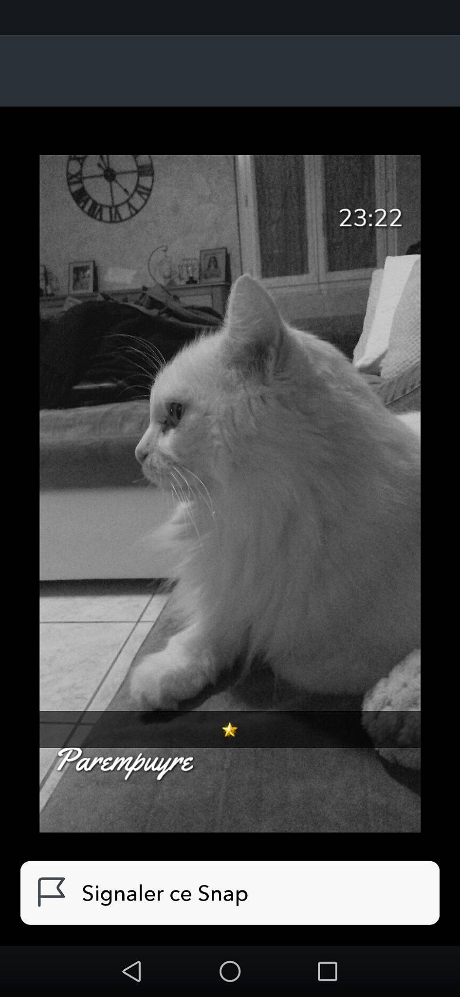 Pilou a rejoint le concours — aidez-le/la à gagner de superbes lots ! black_and_white, carnivore, cat, clock, darkness, felidae, font, fur, monochrome, monochrome_photography, photo_caption, rectangle, sitting, small_to_medium_sized_cats, snout, still_life_photography, style, terrestrial_animal, whiskers