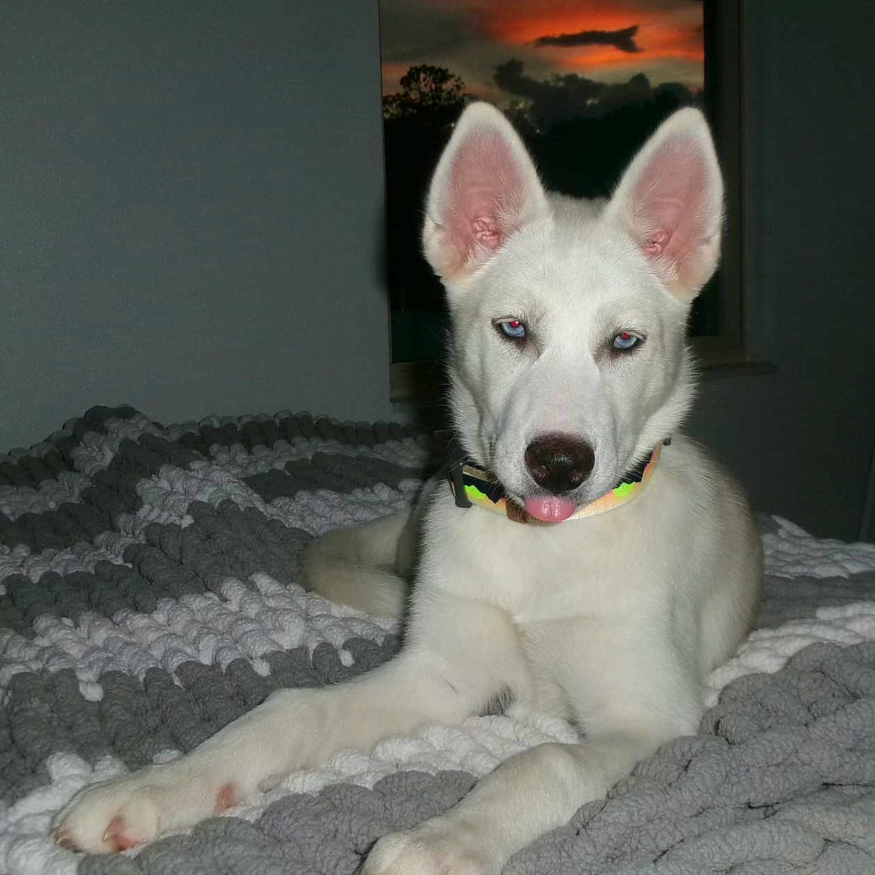 Shiloh is registered to the contest to win money with this photo: animal, ball, bed, bedroom, blanket, canine, dog, eskimodog, furniture, hound, husky, indoors, pet, puppy, quilt, room, sport, tennis, tennisball, whitedog