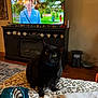 animal, black_cat, blanket, cat, cozy, eyes, floor_lamp, furniture, home_decor, indoor, leopard_print, living_room, miniature_car, pet, rug, sitting, teapot, television, woman, wooden_cabinet