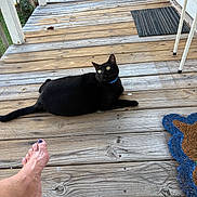 Baer is registered to the contest to win money with this photo: animal, black_cat, casual, cat, collar, curious, daylight, domestic_animal, doormat, feline, foot, home, outdoor, paw_shaped_mat, pet, porch, relaxing, toenails, wooden_floor, yellow_eyes