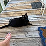 animal, black_cat, casual, cat, collar, curious, daylight, domestic_animal, doormat, feline, foot, home, outdoor, paw_shaped_mat, pet, porch, relaxing, toenails, wooden_floor, yellow_eyes