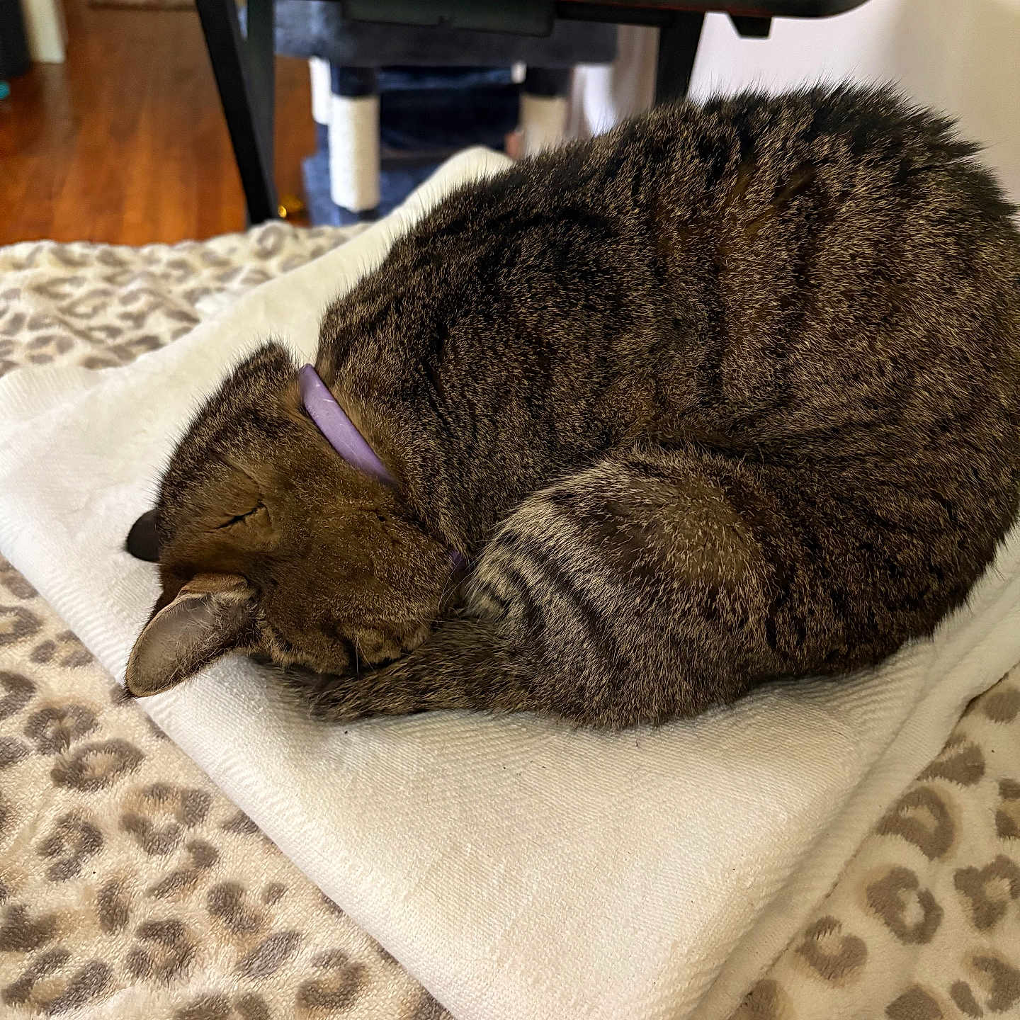 Jen is registered to the contest to win money with this photo: animal, bedspread, blanket, cat, collar, cozy, curled_up, domestic_cat, fur, furniture, indoor, leopard_print, nap, pet, purple_collar, resting, sleeping, soft_texture, tabby_cat, table