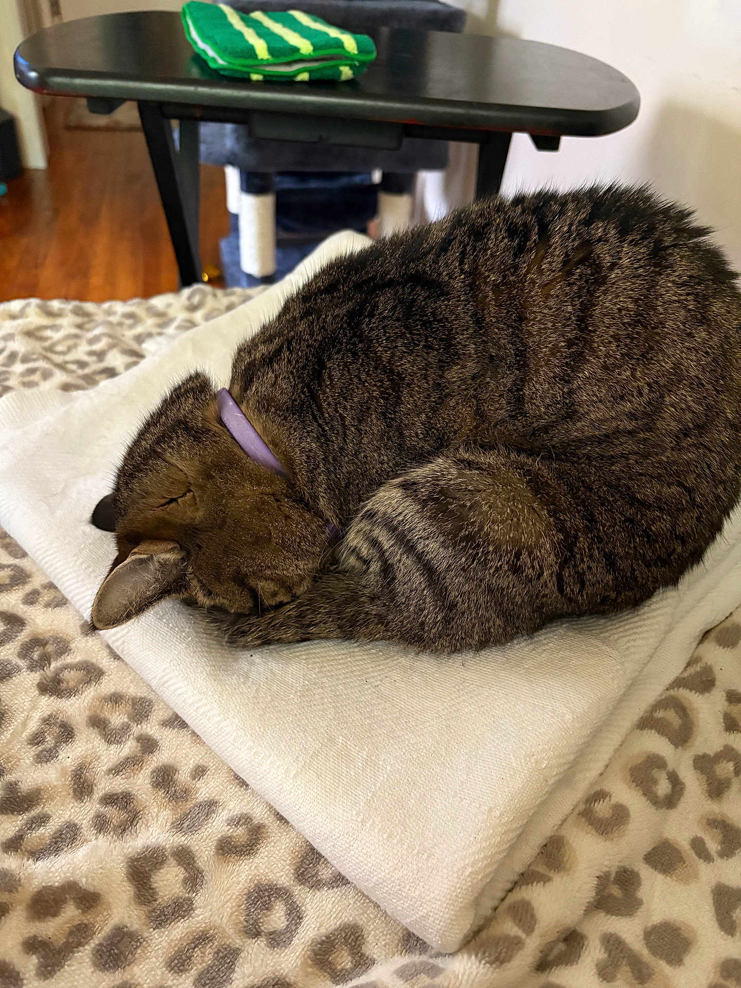 Jen is registered to the contest to win money with this photo: cat, tabby_cat, sleeping, curled_up, blanket, bedspread, leopard_print, indoor, furniture, table, cozy, resting, pet, fur, collar, purple_collar, soft_texture, animal, domestic_cat, nap