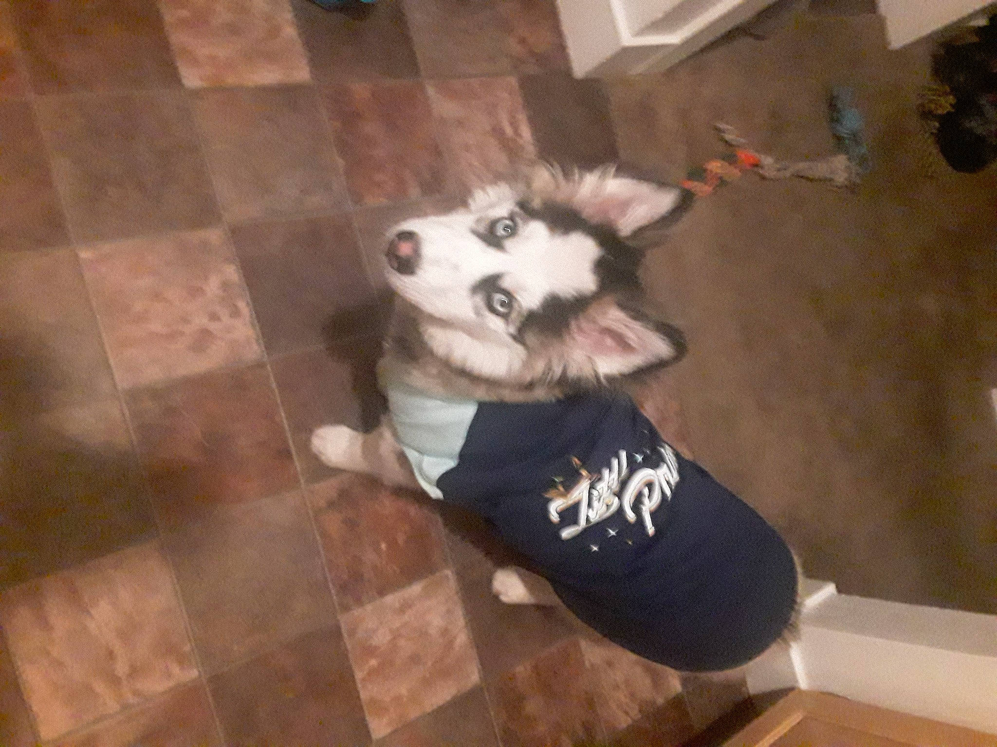 Cassandra joined the competition — help win amazing prizes! canidae, carnivore, companion_dog, dog, dog_breed, dog_supply, fawn, floor, flooring, fur, hardwood, paw, siberian_husky, sled_dog, snout, sporting_group, tail, tile_flooring, toy_dog, working_animal