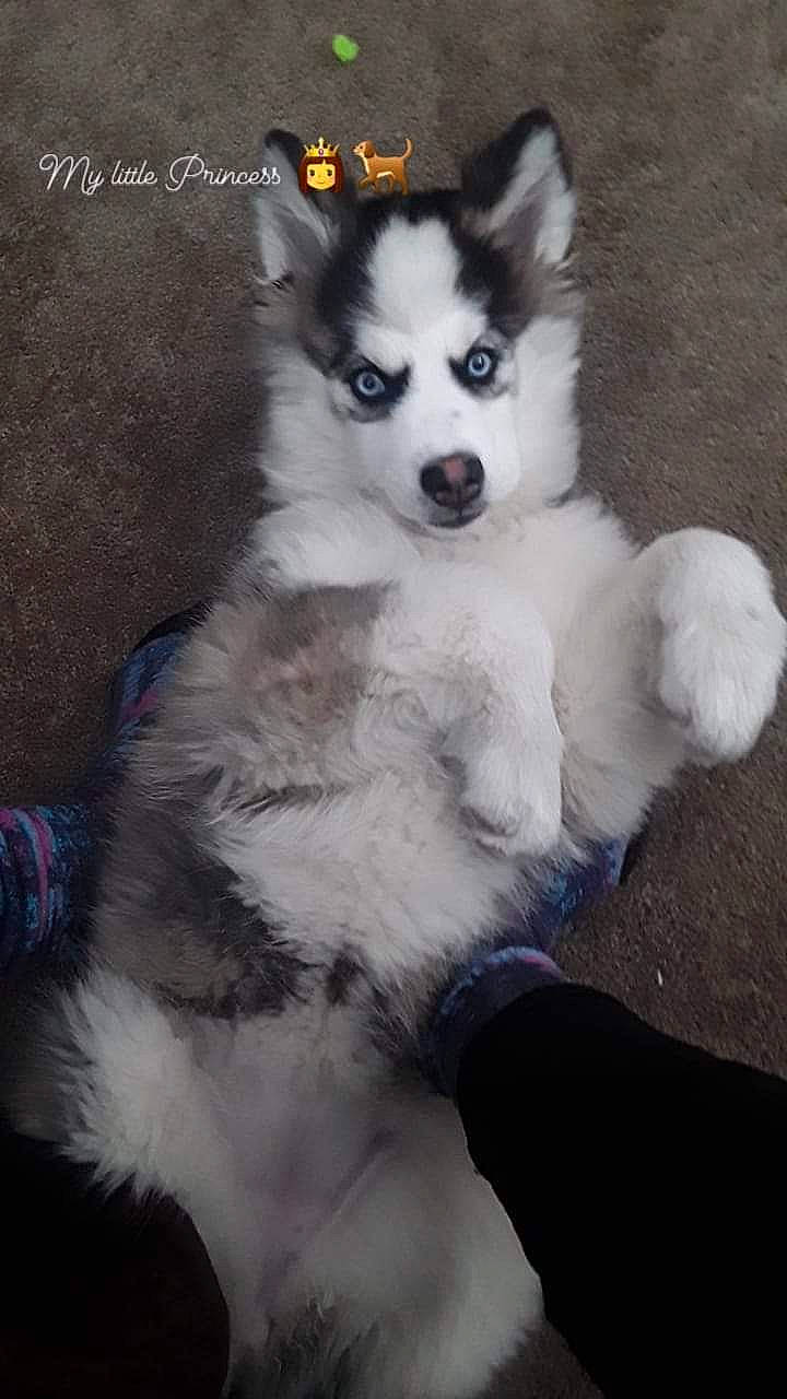 Cassandra is registered to the contest to win money with this photo: ancient_dog_breeds, canidae, carnivore, companion_dog, dog, dog_breed, dog_supply, fur, non_sporting_group, snout, sporting_group, tail, terrestrial_animal, working_animal, working_dog