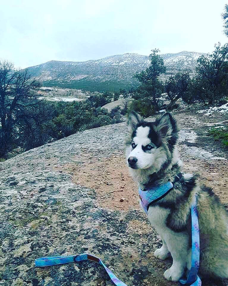 Cassandra is registered to the contest to win money with this photo: adventure, canidae, carnivore, collar, dog, dog_breed, leash, leisure, mountain, mountain_range, plant, recreation, siberian_husky, sky, sled_dog, sporting_group, tail, tree, walking, working_animal