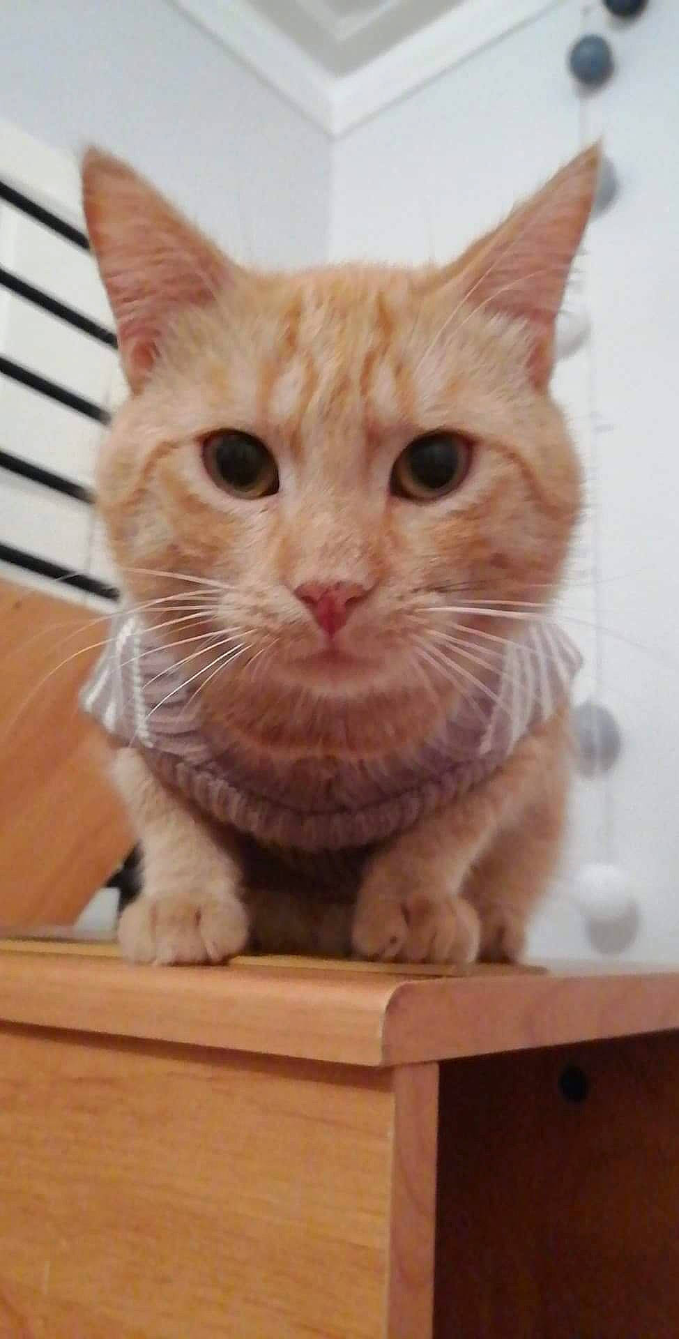 Mm'S a rejoint le concours — aidez-le/la à gagner de superbes lots ! aegean_cat, american_shorthair, arabian_mau, asian, australian_mist, carnivore, cat, domestic_short_haired_cat, european_shorthair, fawn, felidae, german_rex, kitten, mammal, ojos_azules, polydactyl_cat, small_to_medium_sized_cats, snout, tabby_cat, whiskers