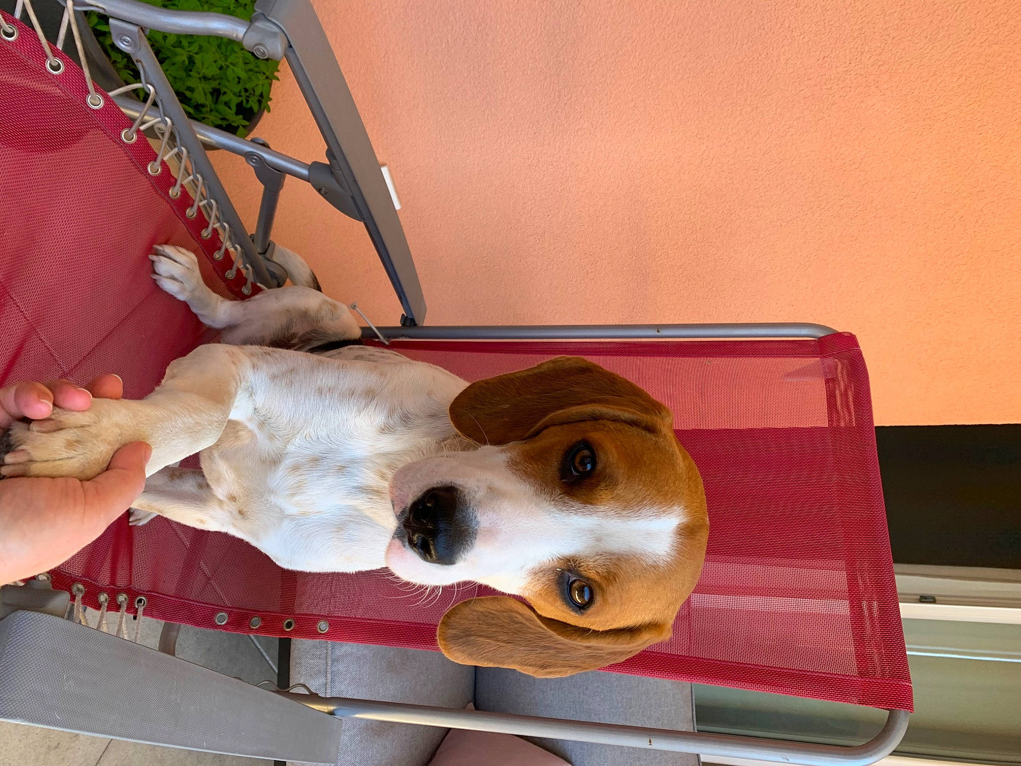 Oscar participe au concours pour gagner de l'argent avec cette photo : beagle, canidae, carnivore, companion_dog, dog, dog_breed, fawn, snout