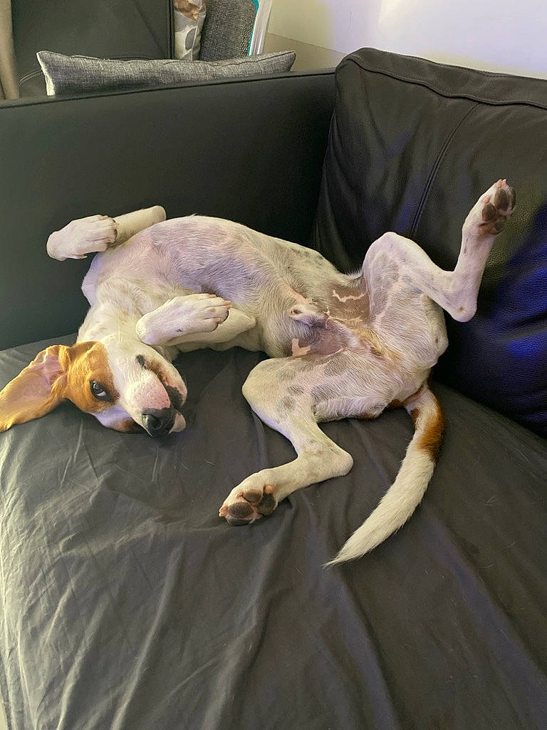 Oscar participe au concours pour gagner de l'argent avec cette photo : canidae, carnivore, companion_dog, dog, dog_breed, fawn, greyhound, lurcher, paw, tail, whippet