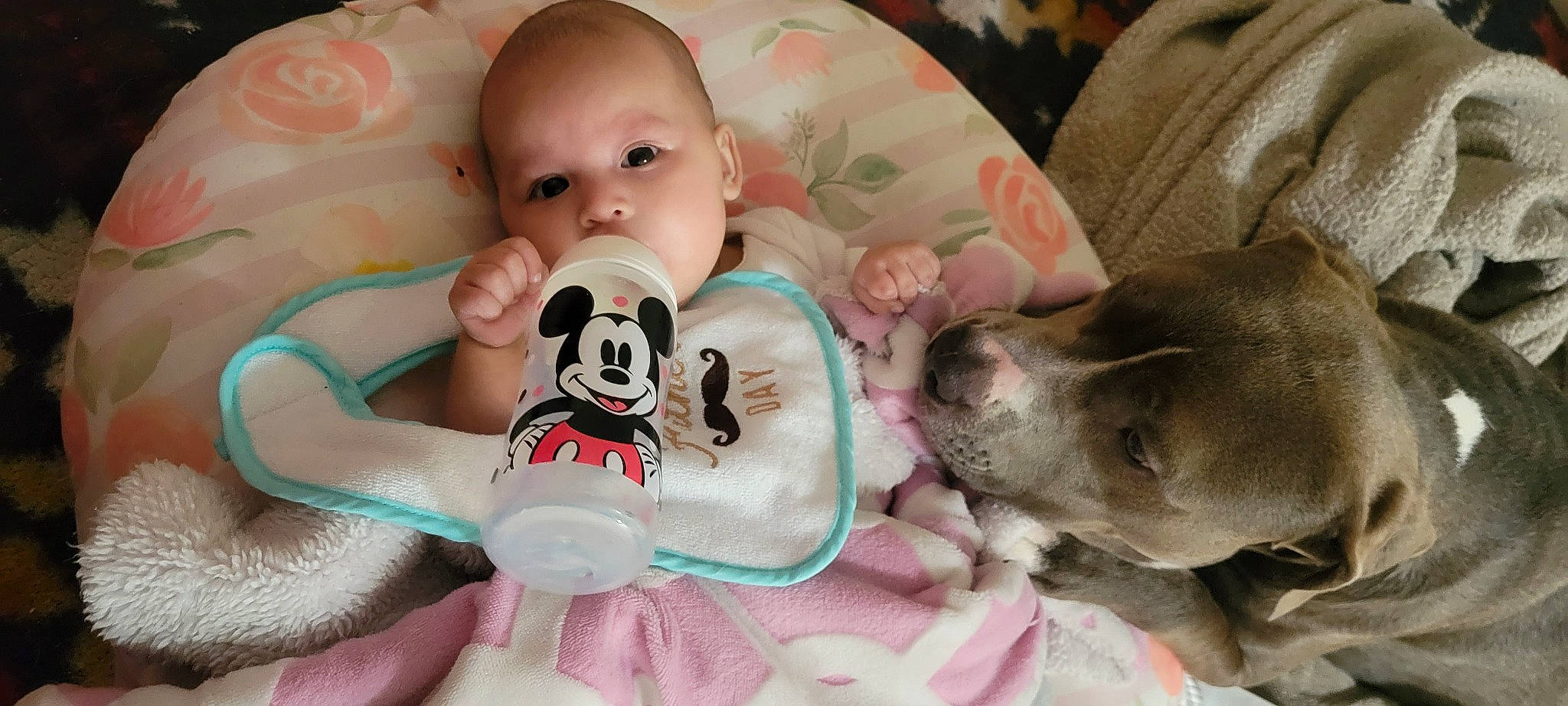 Elliana joined the competition — help win amazing prizes! baby, baby_toddler_clothing, carnivore, cheek, child, comfort, companion_dog, dog, dog_breed, doll, ear, fur, happy, mammal, nose, person, pink, skin, stuffed_toy, toddler
