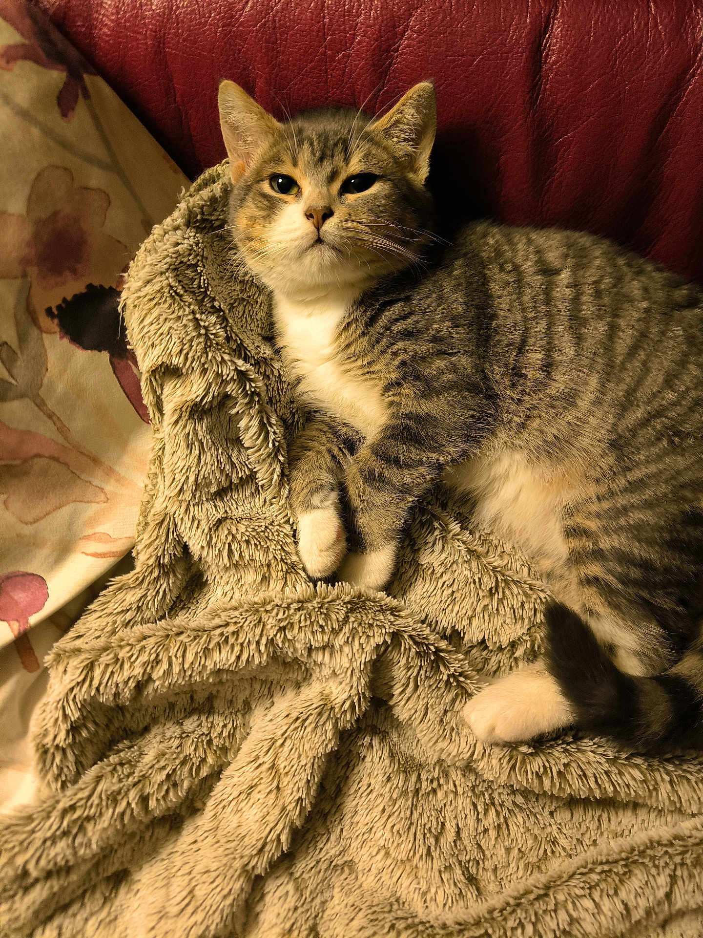Arlo participe au concours pour gagner de l'argent avec cette photo : cat, tabby, pet, animal, feline, blanket, couch, indoor, fur, whiskers, relaxed, resting, paw, tail, striped, soft, cozy, home, comfort, leather
