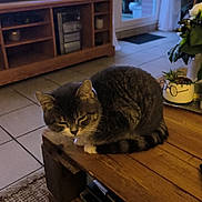 Arlo a rejoint le concours — aidez-le/la à gagner de superbes lots ! animal, cat, cozy, curtains, decor, feline, furniture, home, indoor, living_room, pet, plant, potted_plant, resting, sleepy, tabby_cat, television, tile_floor, window, wooden_table