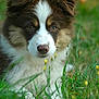 Ally a rejoint le concours — aidez-le/la à gagner de superbes lots ! puppy, dog, grass, outdoor, flower, nature, animal, cute, pet, fur, brown, white, young, closeup, adorable, eyes, snout, portrait, canine, green
