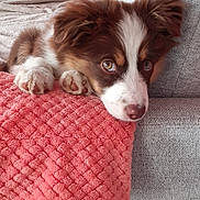 Ally participe au concours pour gagner de l'argent avec cette photo : puppy, dog, brown, white, fur, blanket, coral, couch, sofa, pet, indoors, cute, lying_down, domestic_animal, young, paw, face, ears, nose, relaxed
