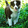 puppy, dog, animal, outdoor, greenery, grass, nature, cute, happy, tongue_out, fur, pet, young, playful, canine, walking, leaf, sunlight, eyes, adorable