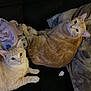 Ginger is registered to the contest to win money with this photo: cat, orange_tabby, pet, animal, feline, indoor, couch, blanket, relaxed, two_cats, fur, whiskers, ears, eyes, domestic_cat, cozy, resting, looking_at_camera, companion, soft_fur