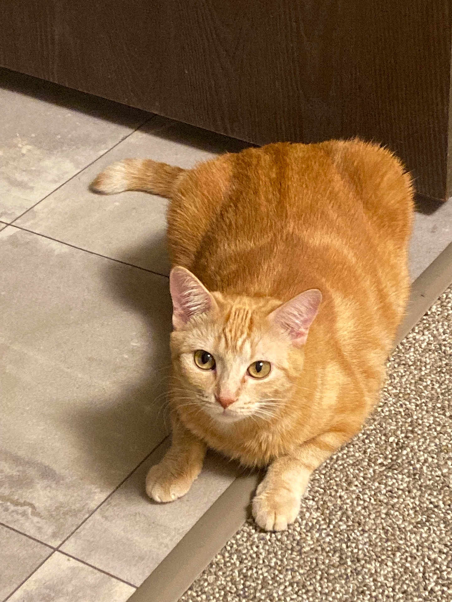 Ginger