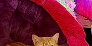 Ginger joined the competition — help win amazing prizes! cat, orange_tabby, pet_bed, plush, purple, pink, christmas_tree, white_tree, ornaments, red_ornaments, holiday_lights, colorful_lights, festive, indoor, cozy, relaxed, feline, animal, decor, holiday