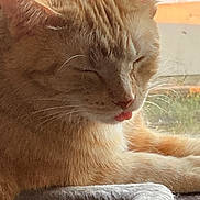 Ginger is registered to the contest to win money with this photo: cat, orange_tabby, sleeping, tongue_out, pet, feline, whiskers, close_up, indoor, window, natural_light, cozy, fur, relaxed, animal, cute, resting, mammal, domestic_animal, lazy