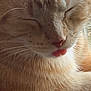 Ginger is registered to the contest to win money with this photo: cat, ginger_cat, close_up, tongue_out, sleepy, feline, whiskers, fur, pet, cute, animal, relaxed, face, nose, mouth, indoor, mammal, domestic_animal, closeup, resting