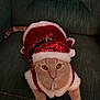 cat, orange_cat, pet, animal, costume, santa_outfit, holiday, christmas, festive, sequin, red, white, fur, couch, indoor, cute, face, eyes, whiskers, relaxed