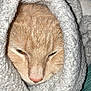 cat, orange_cat, close_up, sleepy, blanket, cozy, fur, whiskers, nose, face, pet, indoor, resting, cute, animal, comfort, snuggled, soft_texture, warm, domestic_cat