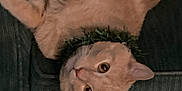 Simba is registered to the contest to win money with this photo: cat, orange_cat, upside_down, couch, green_couch, furniture, pet, indoor, relaxed, fur, whiskers, collar, cute, animal, eyes, ears, paws, closeup, resting, domestic_cat