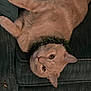 cat, orange_cat, upside_down, couch, green_couch, furniture, pet, indoor, relaxed, fur, whiskers, collar, cute, animal, eyes, ears, paws, closeup, resting, domestic_cat