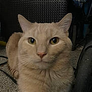 Simba joined the competition — help win amazing prizes! cat, beige_cat, indoor, carpet, pet, animal, feline, close_up, yellow_eyes, whiskers, ears, face, fur, relaxed, lying_down, household, background, wheel, fabric, cozy