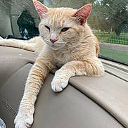 Princess joined the competition — help win amazing prizes! cat, ginger_cat, animal, pet, dashboard, car_interior, paw, fur, relaxed, lying_down, window, outdoor, nature, scratches, closeup, mammal, whiskers, ears, nose, resting