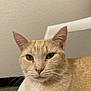 Princess is registered to the contest to win money with this photo: cat, cream_colored, green_eyes, close_up, indoor, chair, wall, pet, feline, whiskers, ears, nose, fur, animal, domestic, relaxed, portrait, sitting, calm, face