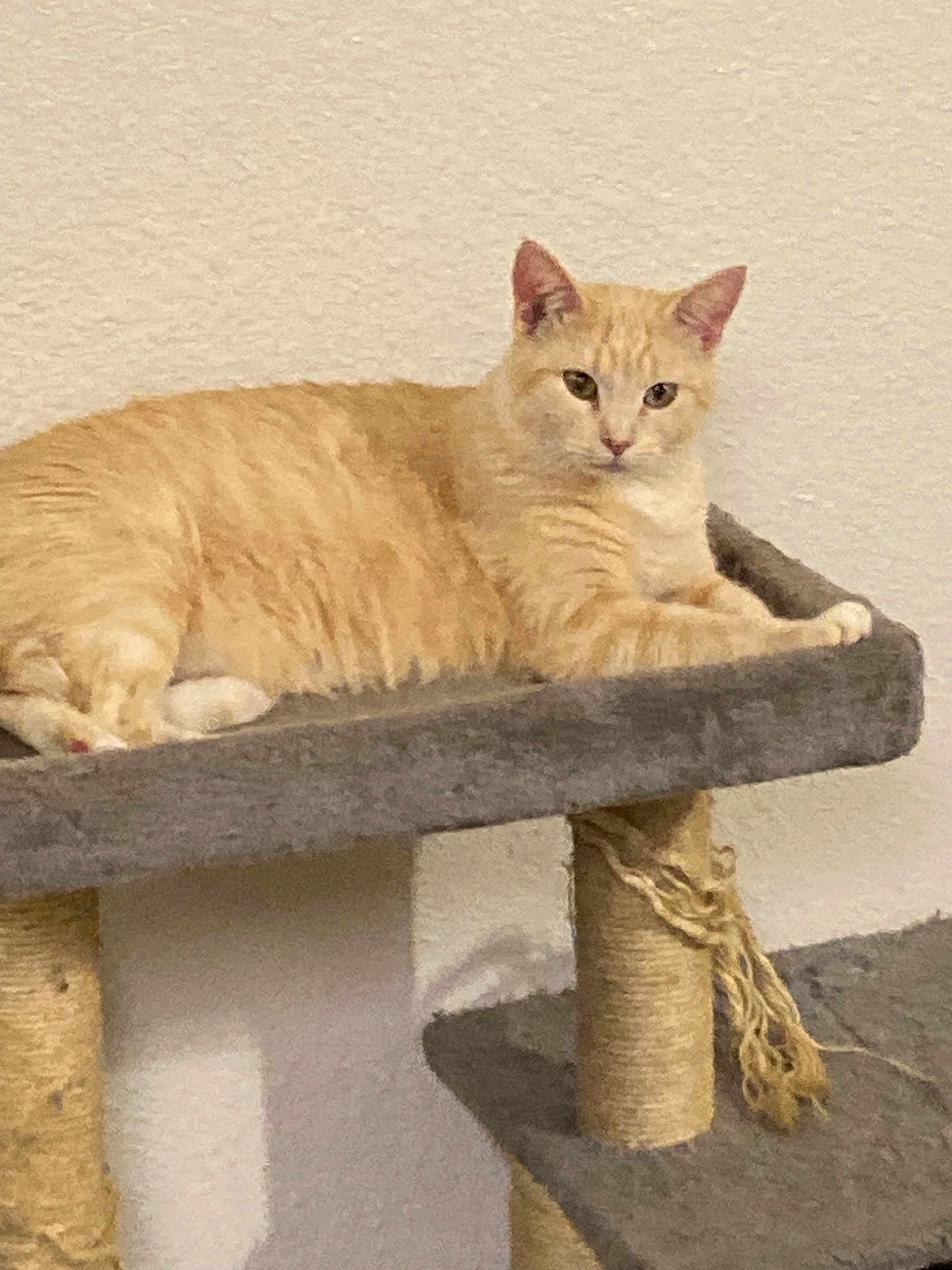 Princess is registered to the contest to win money with this photo: cat, tabby, orange_cat, pet, feline, cat_tree, carpeted, lounging, indoor, animal, resting, paw, ears, whiskers, fur, looking, calm, home, cute, domestic