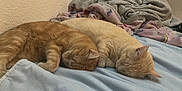 Princess joined the competition — help win amazing prizes! cat, sleeping, orange_cat, cream_cat, bed, blanket, cozy, indoor, pet, fur, resting, cute, domestic_animal, animal, two_cats, soft, peaceful, relaxation, nap, companion