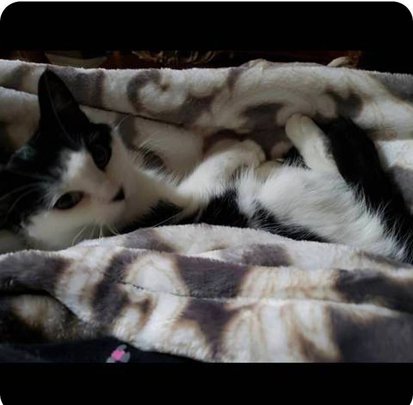 Angle joined the competition — help win amazing prizes! beauty, carnivore, cat, comfort, domestic_short_haired_cat, fawn, felidae, fur, linens, metal, pattern, paw, rectangle, small_to_medium_sized_cats, snapshot, snout, tail, textile, vertebrate, whiskers