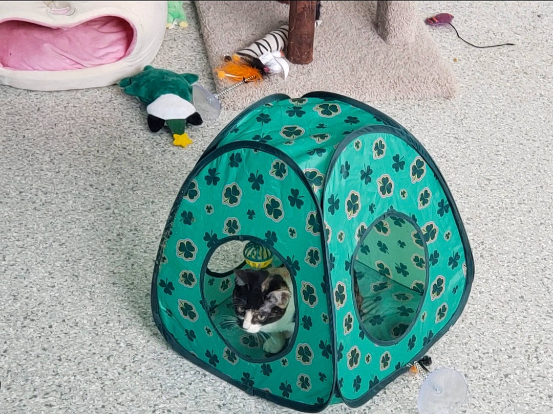 Kit Kat joined the competition — help win amazing prizes! art, circle, electric_blue, fashion_accessory, green, helmet, natural_material, pattern, personal_protective_equipment