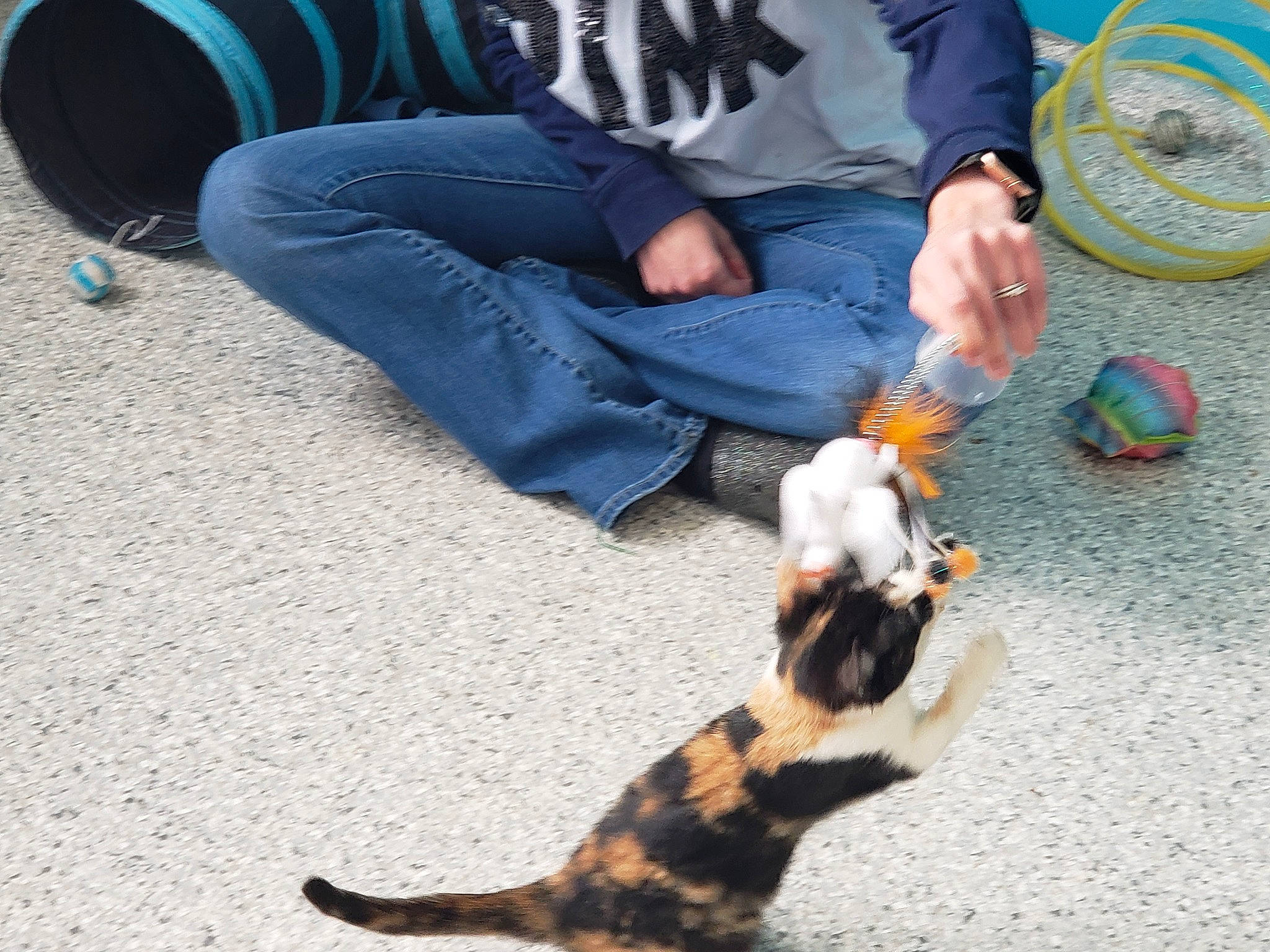 Kit Kat is registered to the contest to win money with this photo: canidae, carnivore, cat, denim, dog_breed, fawn, felidae, flooring, foot, fun, grass, human_body, human_leg, jeans, leg, shoe, small_to_medium_sized_cats, sneakers, tail, whiskers