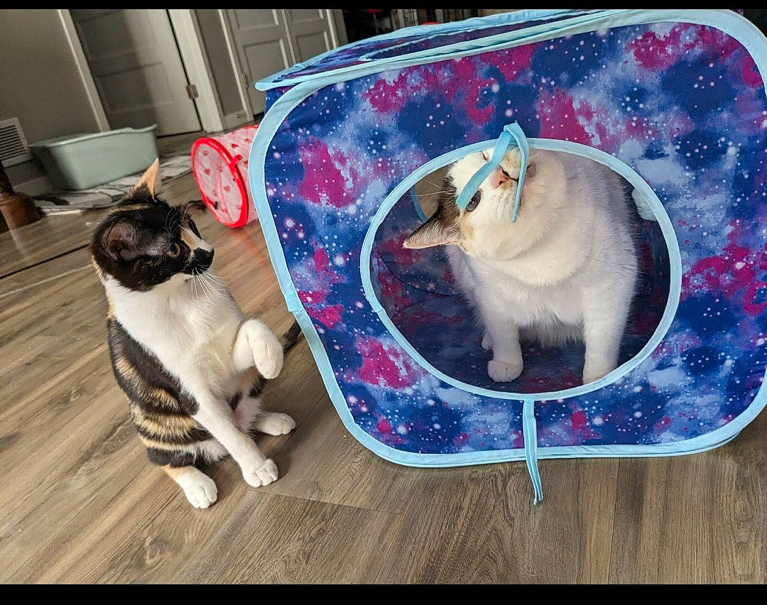 Kit Kat joined the competition — help win amazing prizes! art, carnivore, cat, companion_dog, couch, dishware, dog_breed, fawn, felidae, hardwood, mammal, pet_supply, rectangle, serveware, small_to_medium_sized_cats, snout, tableware, vertebrate, whiskers, working_animal